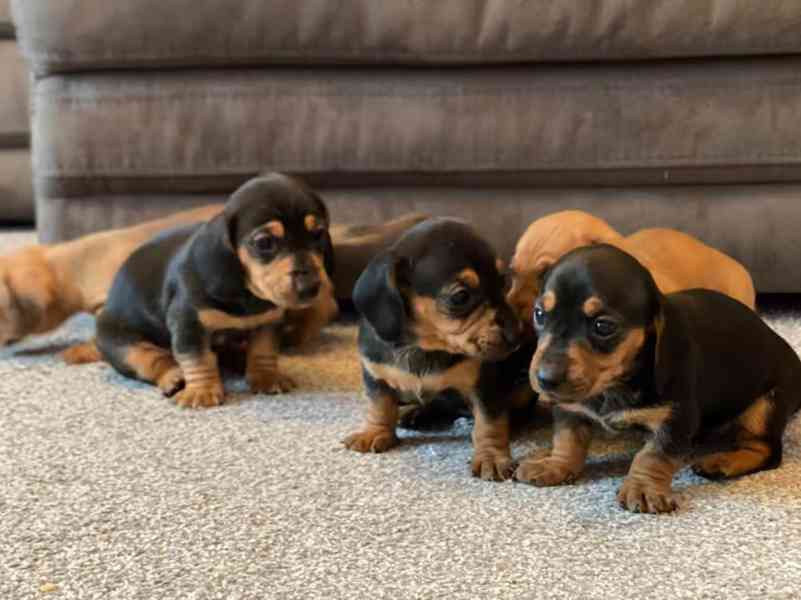 Prodám nádherná štěňátka jezevčíků.