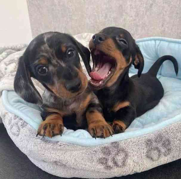 Prodám nádherná štěňátka jezevčíků. - foto 4