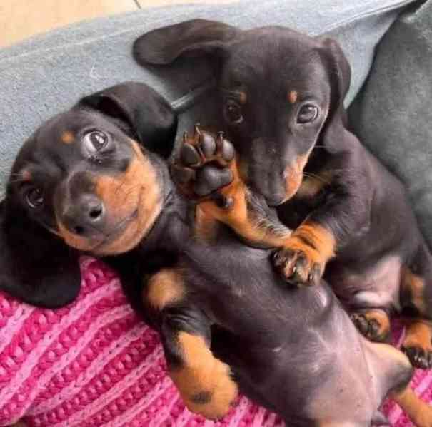 Prodám nádherná štěňátka jezevčíků. - foto 3