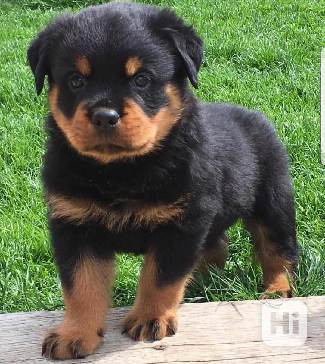 Štěňata rotvajlera k adopci. - foto 1