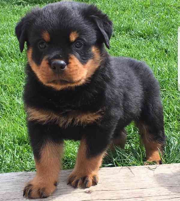 Štěňata rotvajlera k adopci.