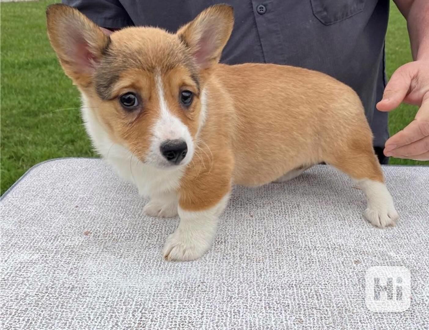 Prodám štěňata welsh corgi pembroke. - foto 1