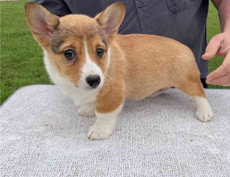 Prodám štěňata welsh corgi pembroke. - foto 1