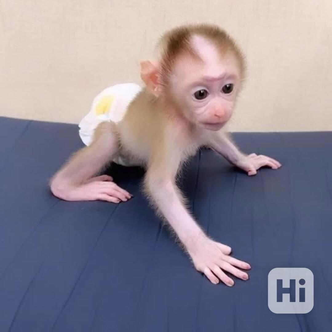 🐵 Krásná opičí mláďata na prodej – milá, chytrá a připraven - foto 1