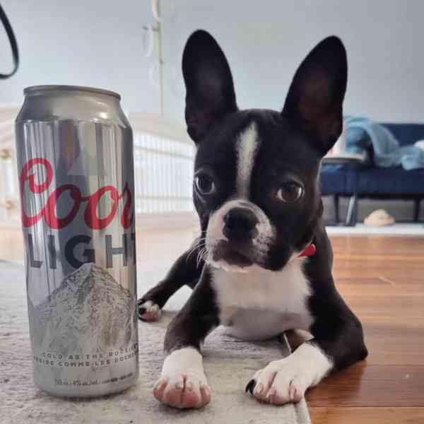 🏡 Hledá svou trvalou rodinu! 🐾 - foto 4