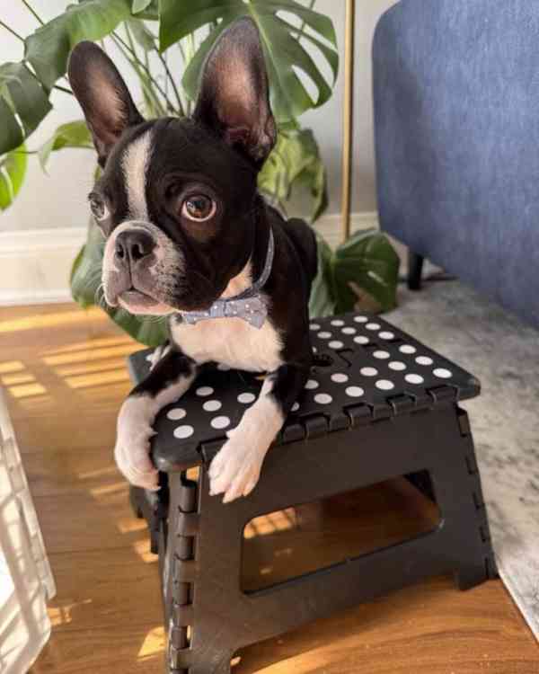 🏡 Hledá svou trvalou rodinu! 🐾 - foto 3