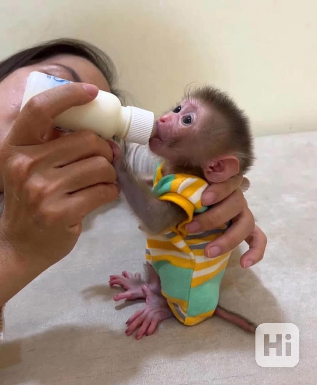 🐒💞 Přátelské opice kosmani k dispozici - foto 1