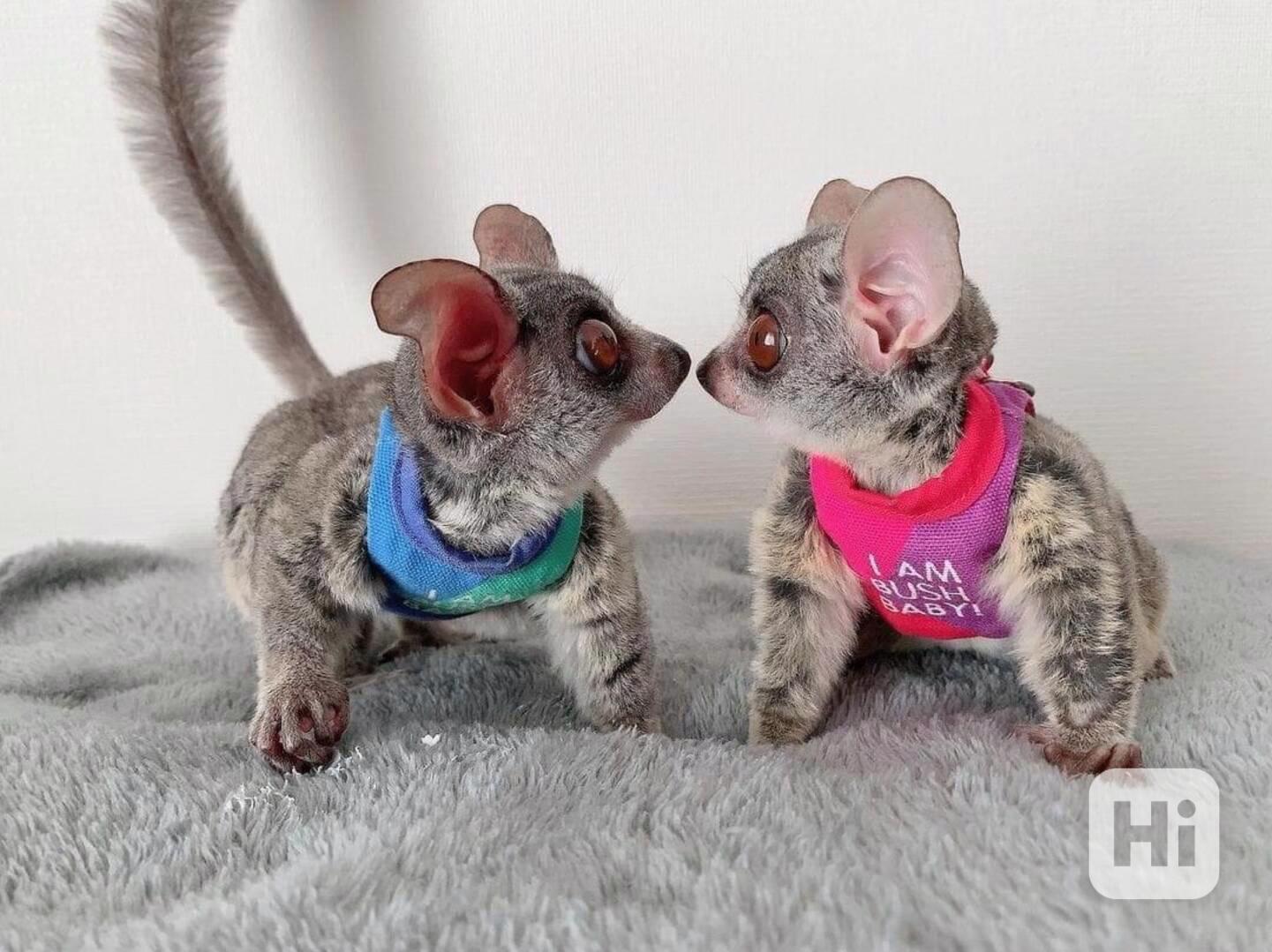 Bush baby - foto 1
