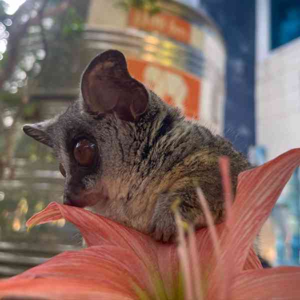 Bush baby - foto 3