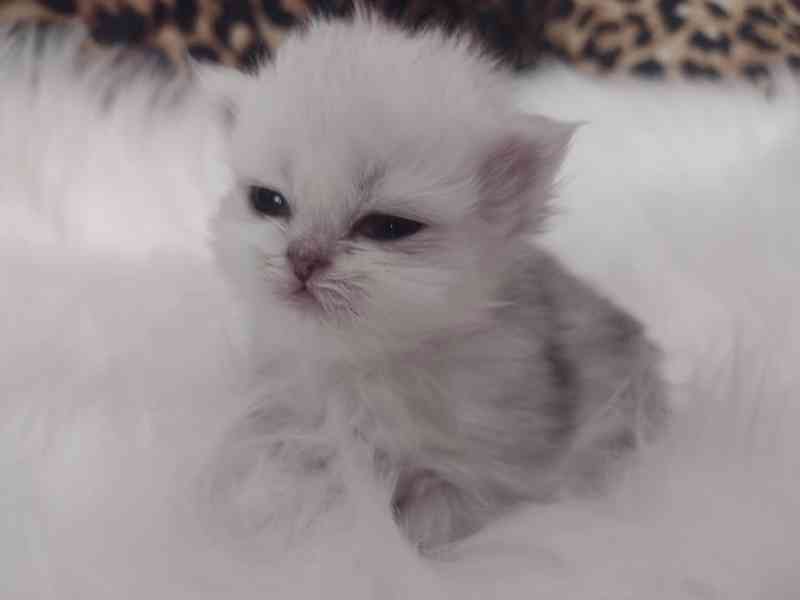 Perská činčila - koťátka - foto 6