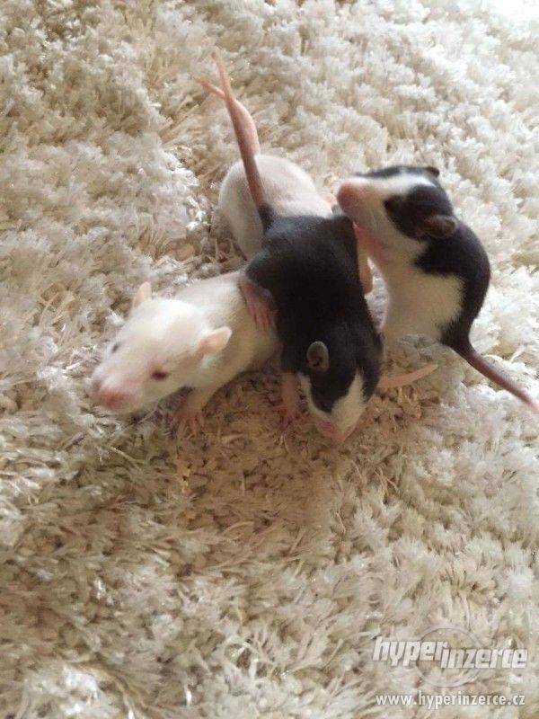 Daruji potkaní mláďata - foto 1