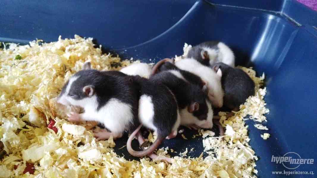 Daruji potkaní mláďata - foto 4