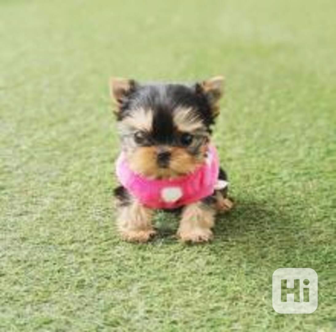 Okouzlující roztomilá štěňátka yorkshirského teriera - foto 1