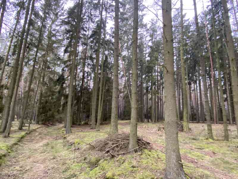 Lesní pozemek Břežany u Rakovníka - foto 2