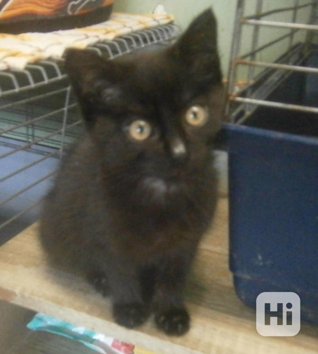 Hravý, hodný, šikovný 3,5měsíční černý Davídek  - foto 1