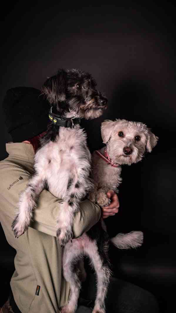 Jessie a Dášenka - dvě aktivní holky hledají společný domov - foto 2