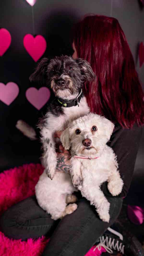 Jessie a Dášenka - dvě aktivní holky hledají společný domov - foto 11