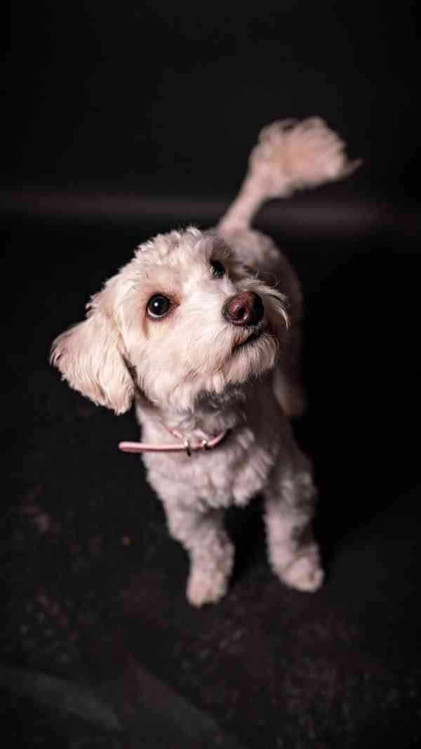 Jessie a Dášenka - dvě aktivní holky hledají společný domov - foto 8