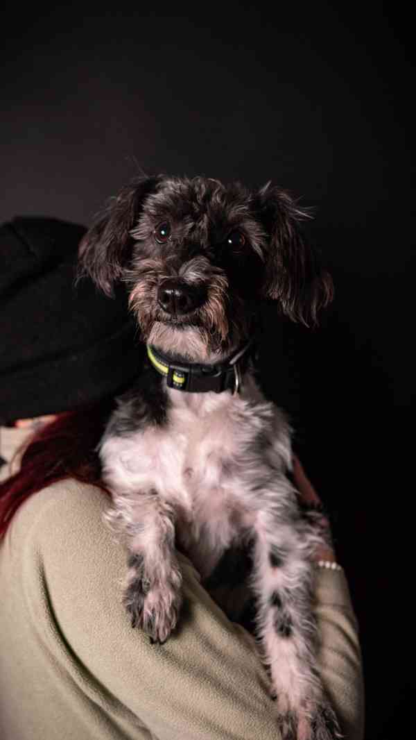 Jessie a Dášenka - dvě aktivní holky hledají společný domov - foto 7