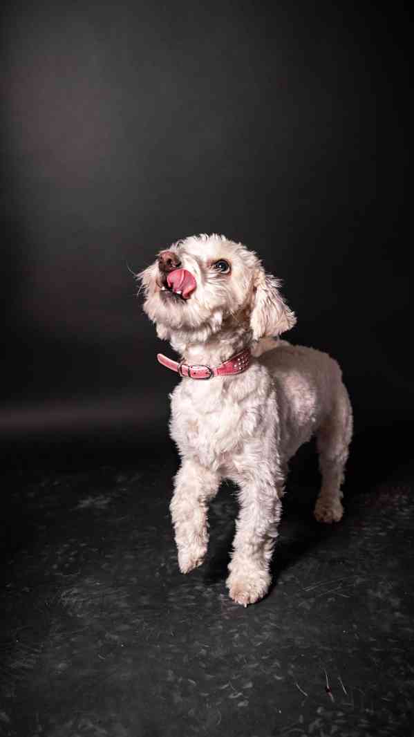 Jessie a Dášenka - dvě aktivní holky hledají společný domov - foto 4