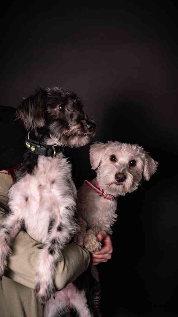 Jessie a Dášenka - dvě aktivní holky hledají společný domov - foto 3