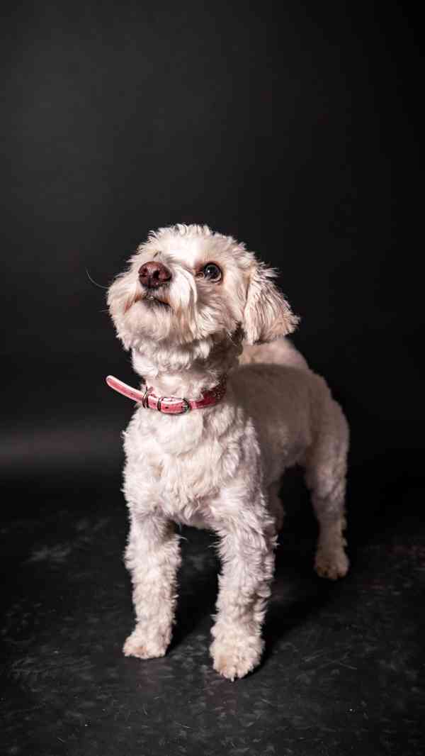 Jessie a Dášenka - dvě aktivní holky hledají společný domov - foto 5