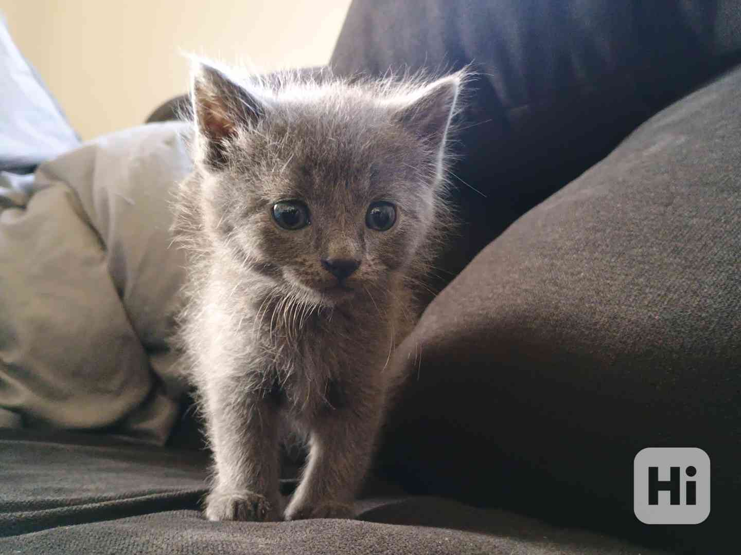 Koťátka  - foto 1