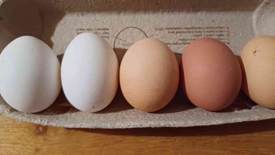 Prodam domaci vajicka  - foto 3