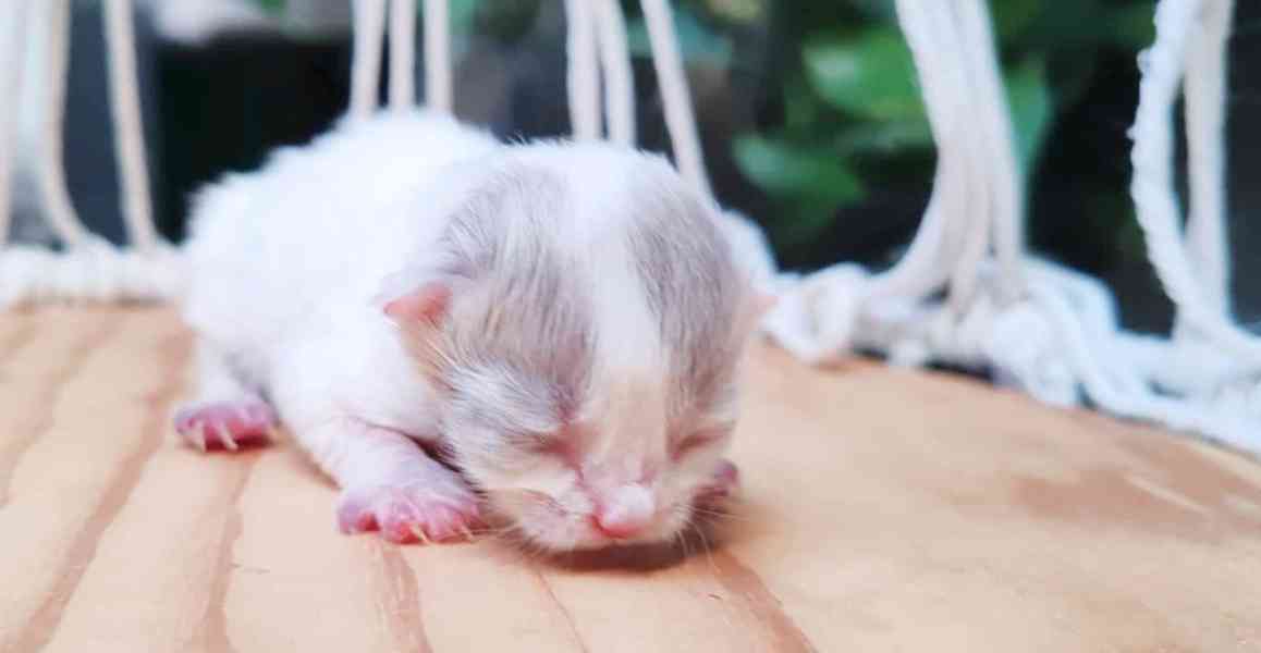 Britská koťátka k rezervaci! - foto 7
