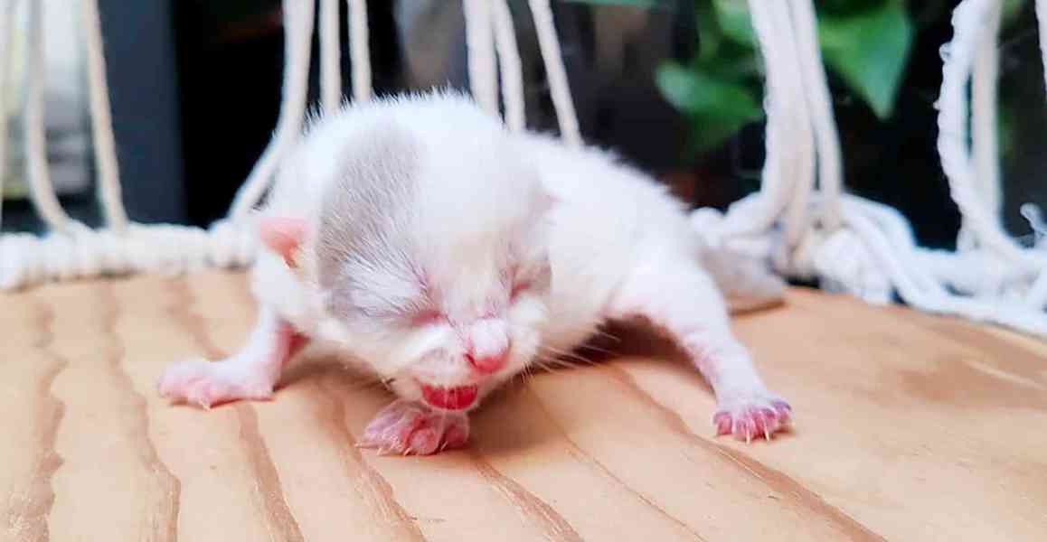 Britská koťátka k rezervaci! - foto 6