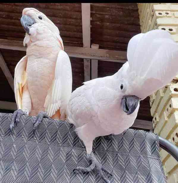 Volní a krásní papoušci kakadu k dispozici pro adopci zdarma