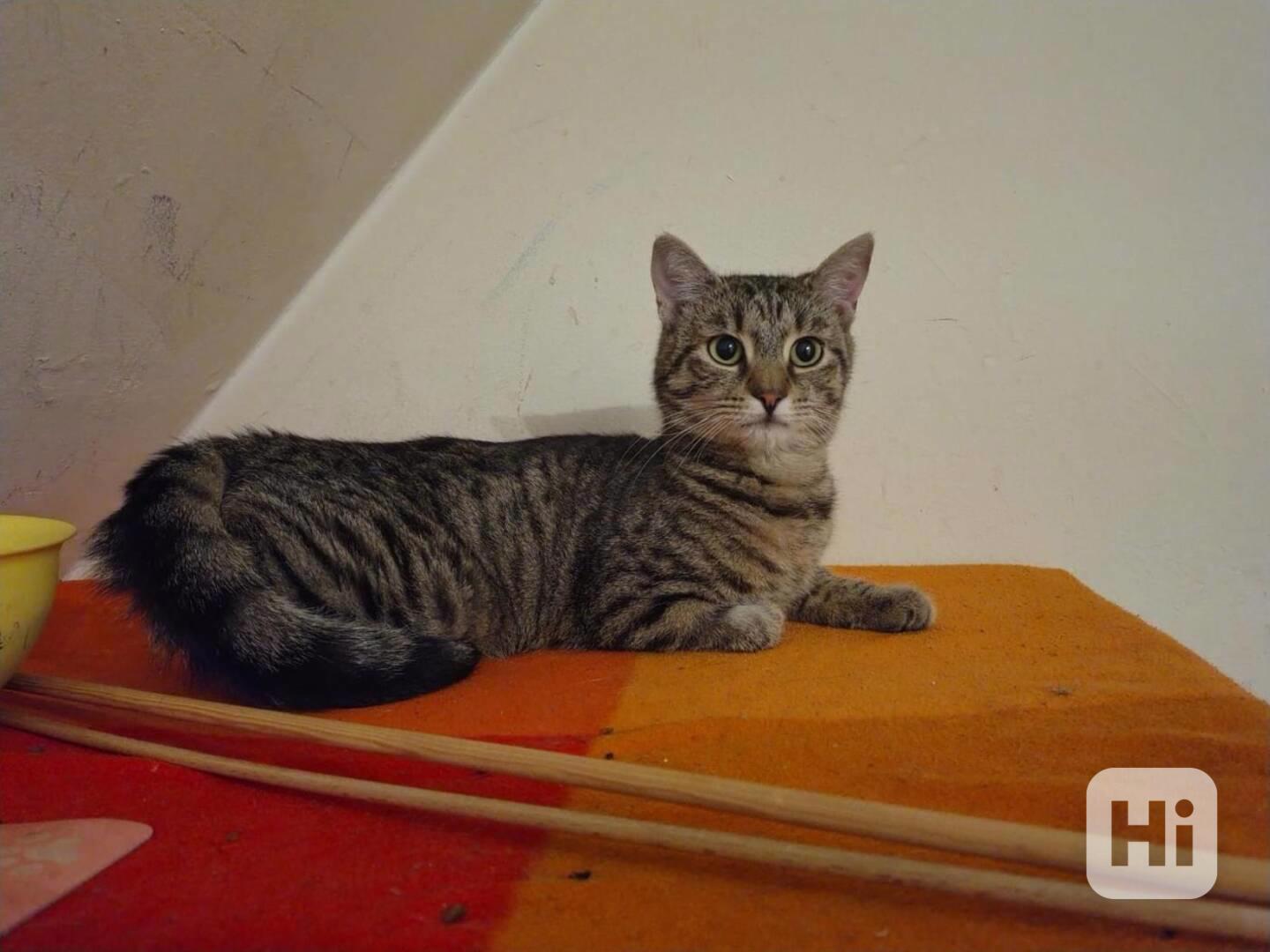 Mourovaný, opatrný 10měsíční Mikeš hledá domov. - foto 1