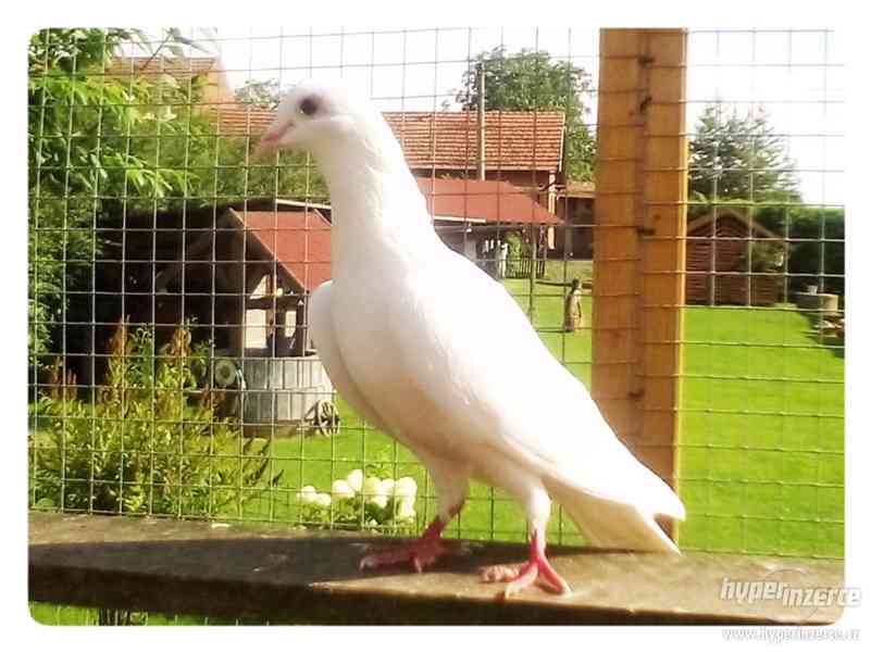 Svatební holubi Mimoň"Krásné Pole"☺☺☺ - foto 4