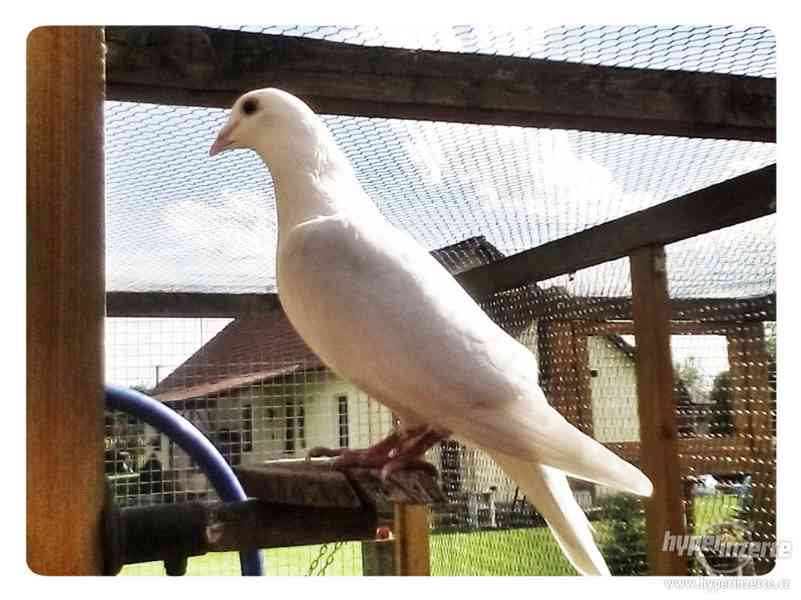 Svatební holubi Mimoň"Krásné Pole"☺☺☺ - foto 5