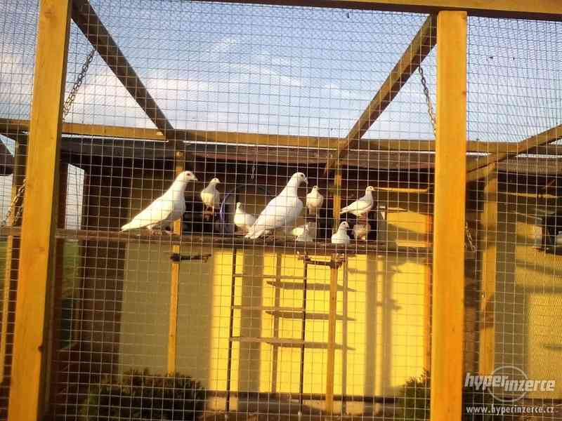 Svatební holubi Mimoň"Krásné Pole"☺☺☺ - foto 6