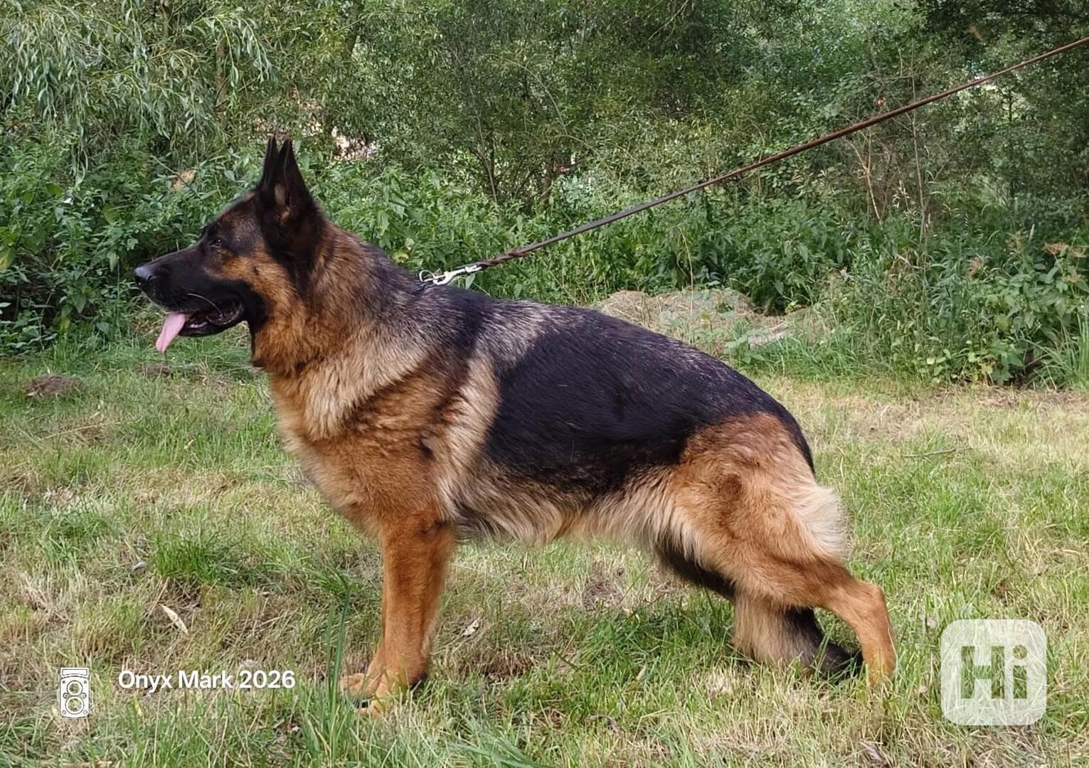 Německý ovčák - štěňátka s PP - foto 1