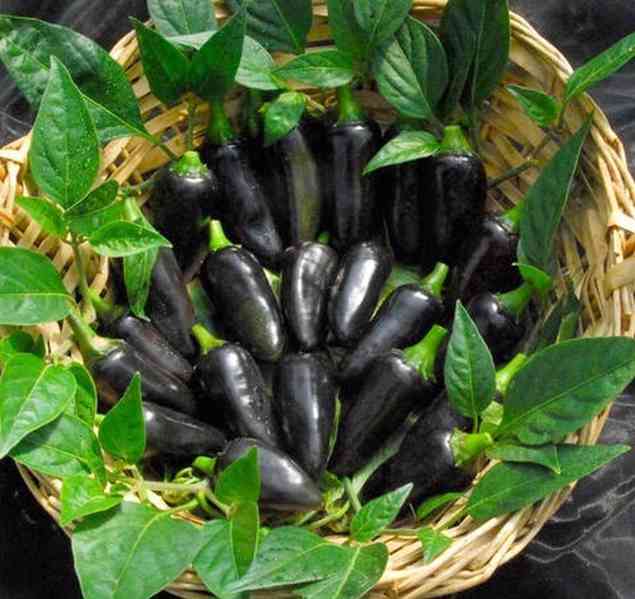 Chilli Black Hungarian - semena - foto 1