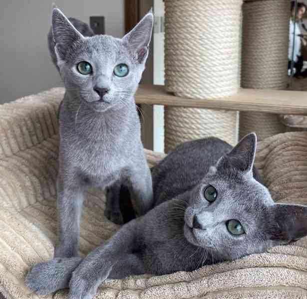 Ruská modrá koťátka - foto 1