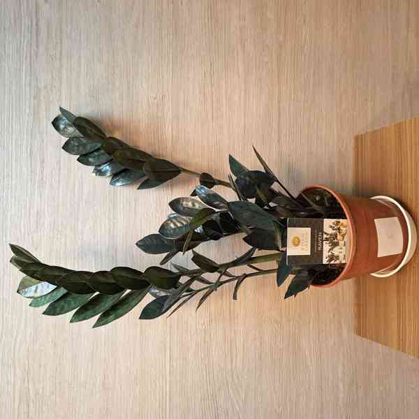 Zamioculcas Raven Black - foto 3