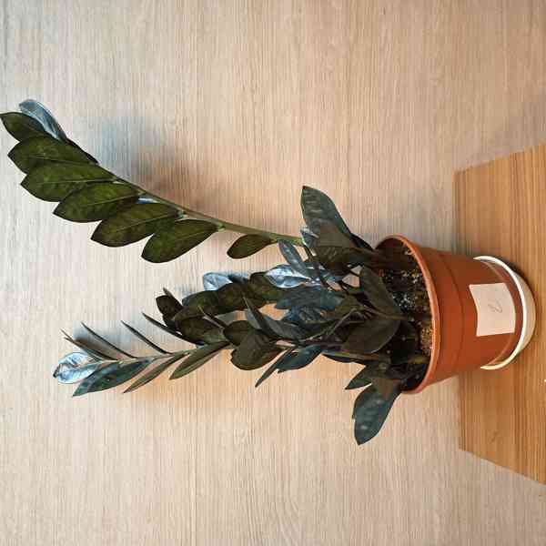 Zamioculcas Raven Black - foto 2