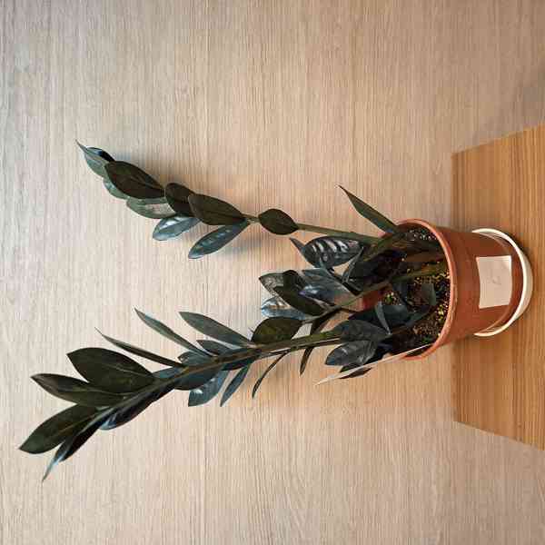 Zamioculcas Raven Black - foto 2
