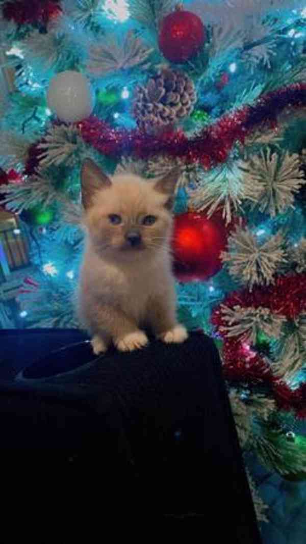 Milující siamská koťátka k adopci. - foto 2