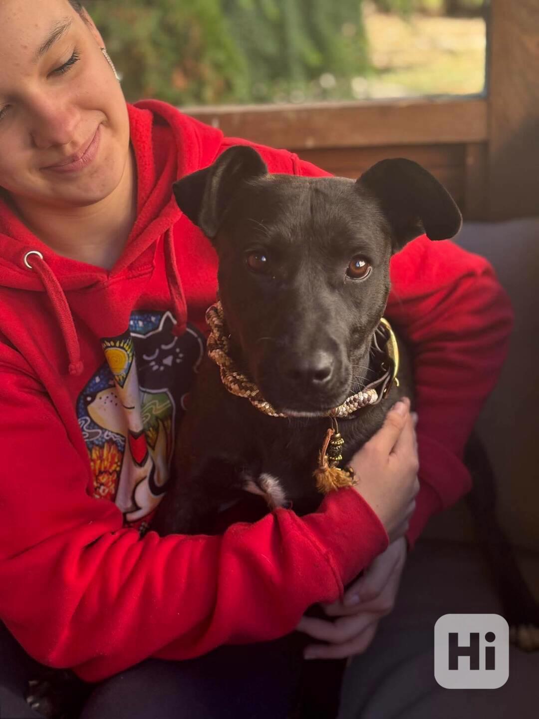 MIA - štěně 7 měsíců  - foto 1