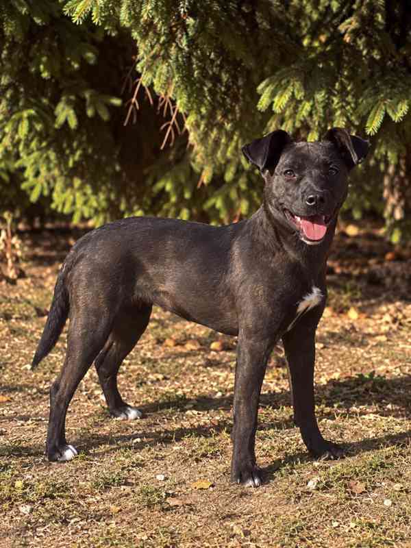 MIA - štěně 7 měsíců  - foto 4