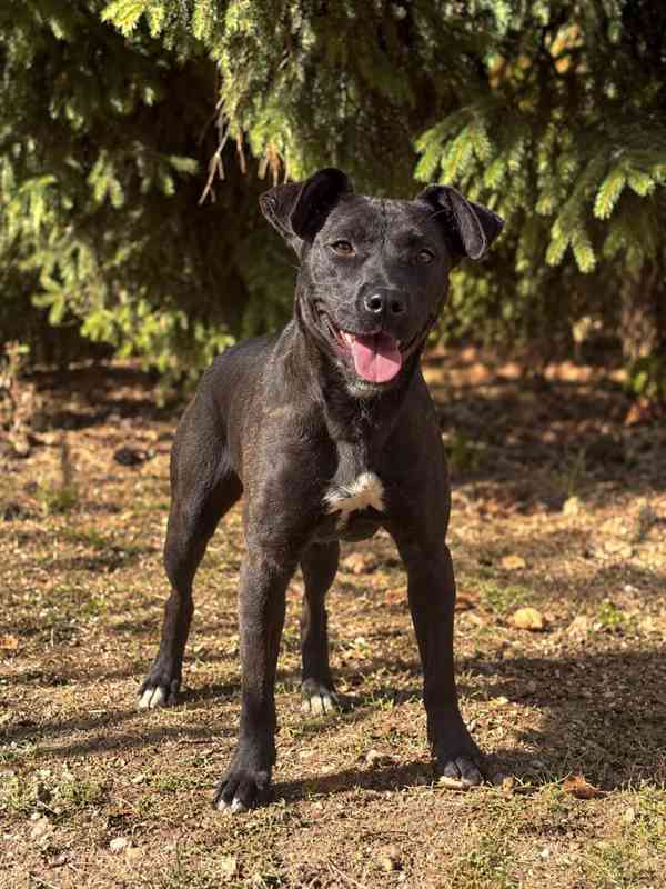 MIA - štěně 7 měsíců  - foto 5
