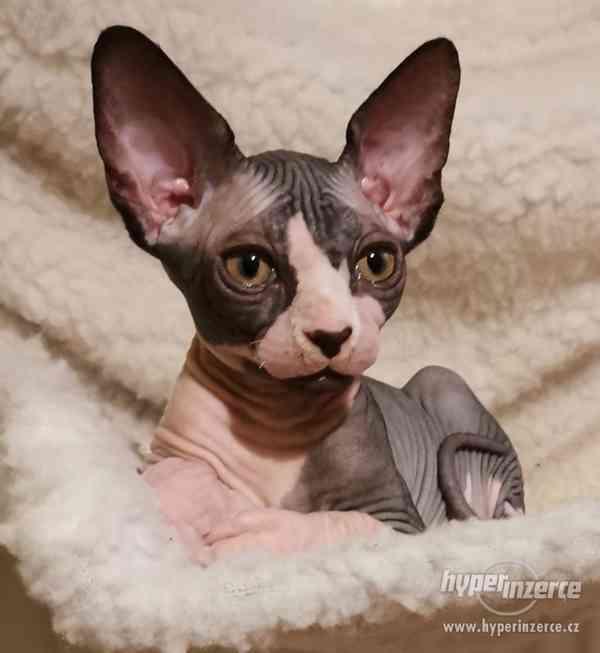 Hledá se kocourek ke krytí Kanadský sphynx - foto 1