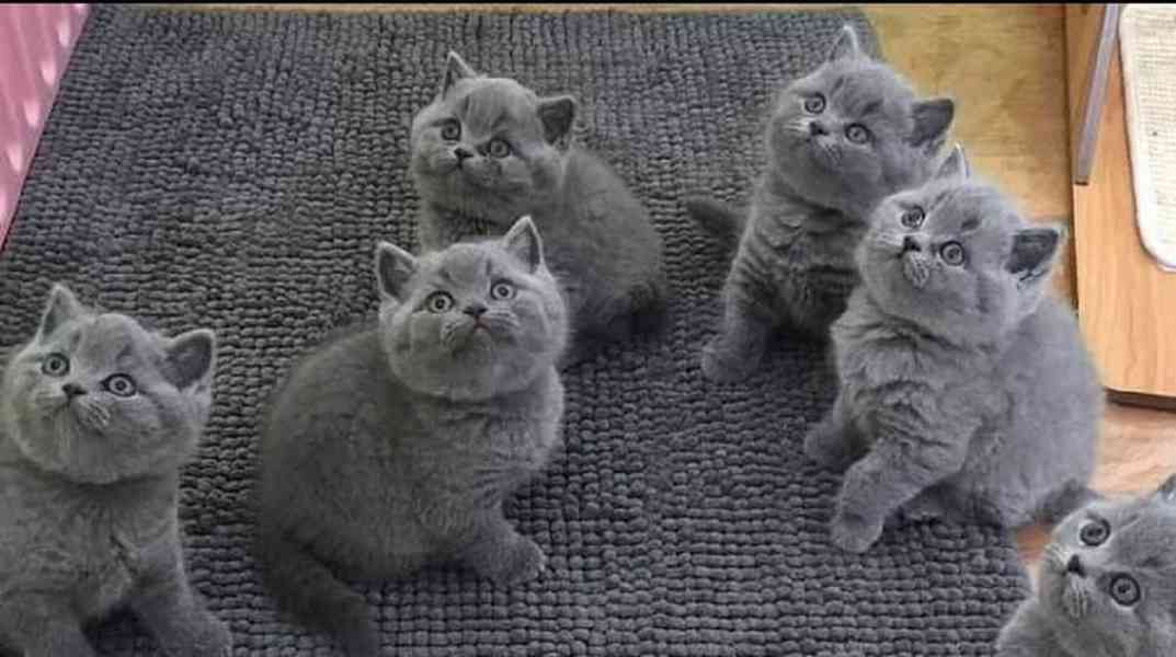 Britská krátká koťátka připravená na nový domov