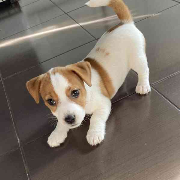 12týdenní štěně jack russella k adopci zdarma 