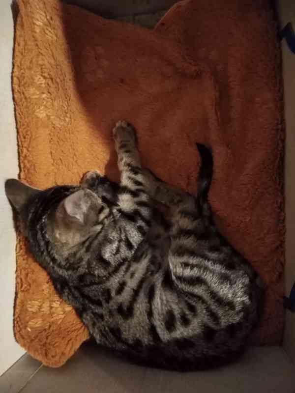 Kočka bengáská - foto 1