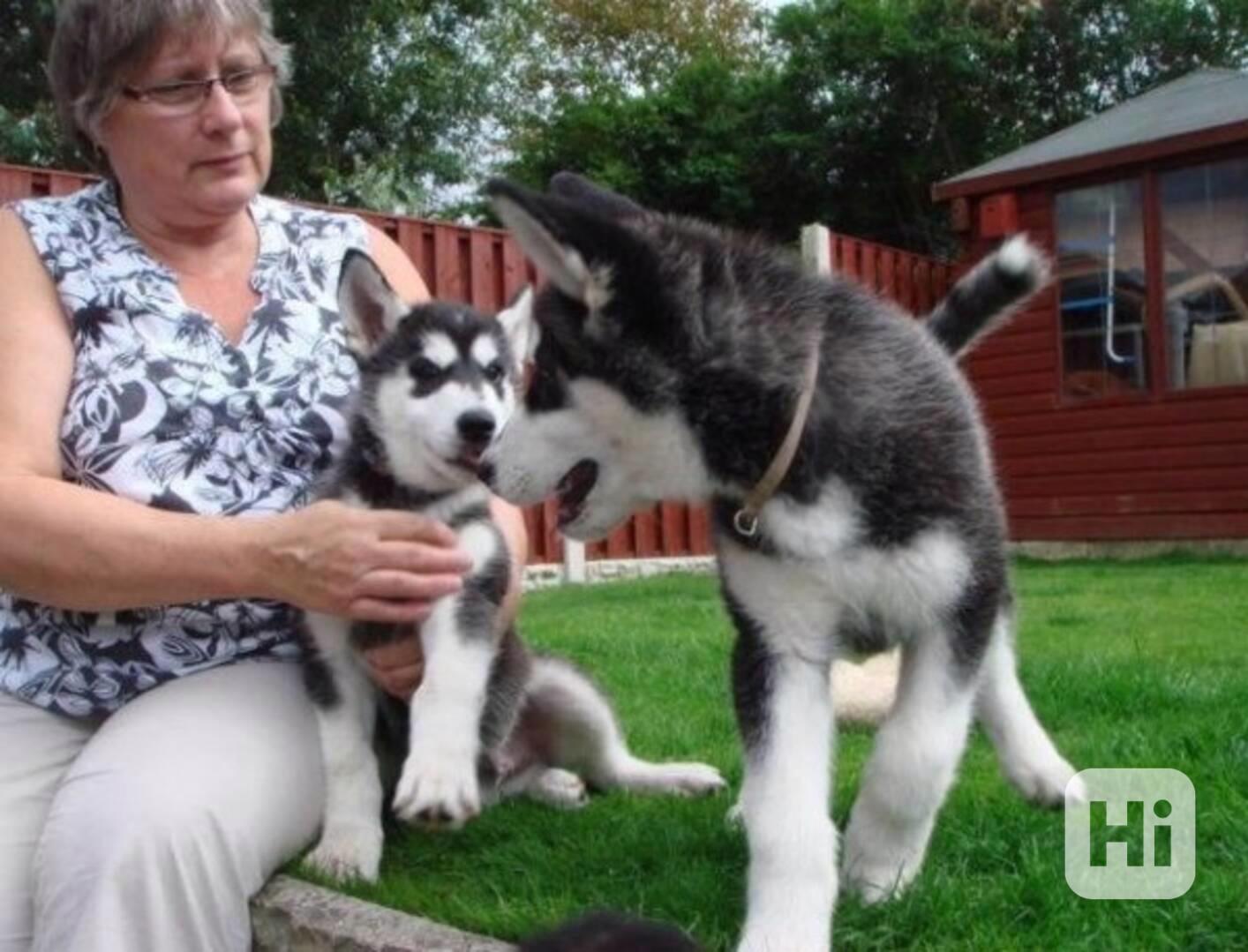 štěňátka sibiřského huskyho k adopci - foto 1